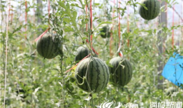 沧州吃瓜爆料视频大全,视频大全揭秘当地热点事件